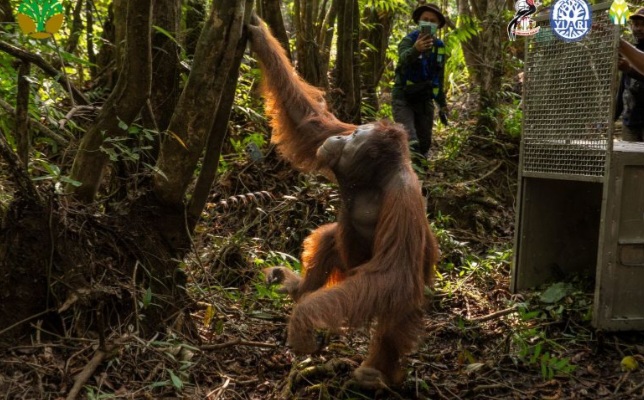 Orangutan