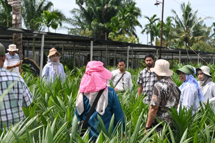 Pengawasan benih kelapa sawit