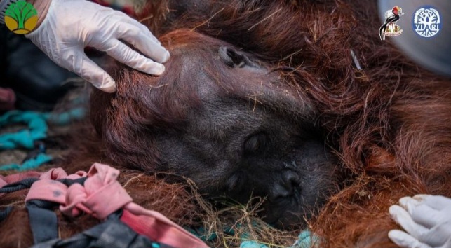 Orangutan