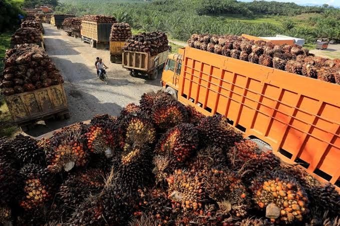 Teknologi Baru Sawit: Sedikit Konsumsi Air, Minim Limbah Cair