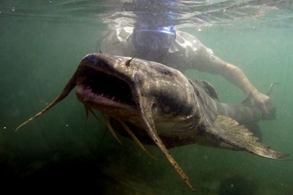 Banjir Bandang di Nepal Hanyutkan Lele Misterius Sampai India