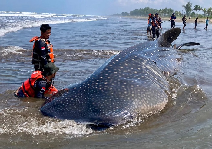 Hiu Paus Terdampar, Alarm Pencemaran Laut dan Perubahan Iklim