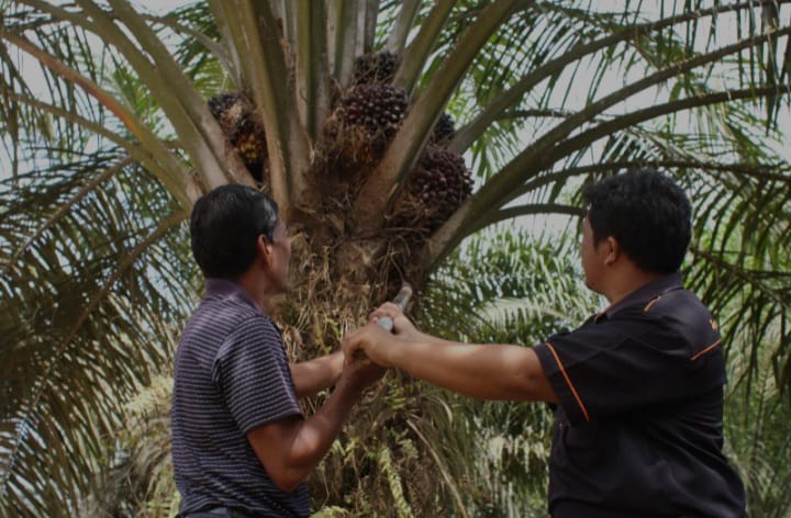 Perjalanan 45 tahun PTPN di Kalbar: Berawal dari Penanaman Perdana Sawit oleh Wapres Adam Malik