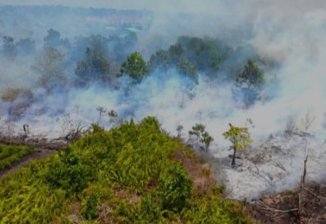 Buruh Sawit di Kalbar Minta Perlindungan Perusahaan dari Kabut Asap