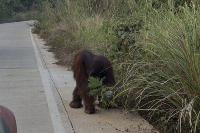 Orang utan