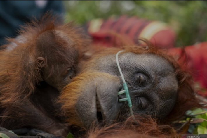 Orangutan