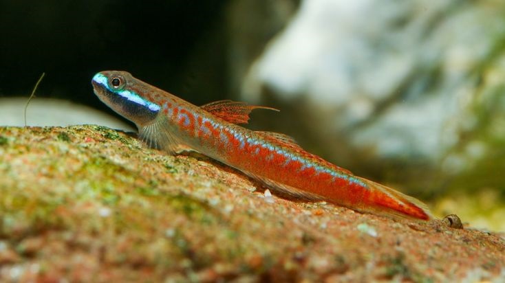Spesies ikan Stiphodon Annieae asal Halmahera Tengah.