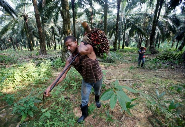 Pekerja perkebunan sawit.