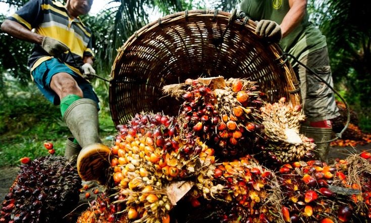 Petani sawit