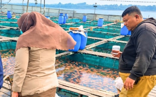 Ikan mas