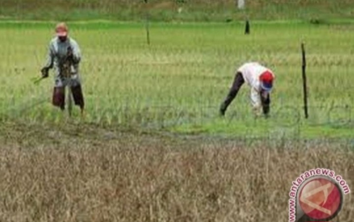 Pemkab: Pengembangan Pertanian Kubu Raya Terhambat Status Lahan