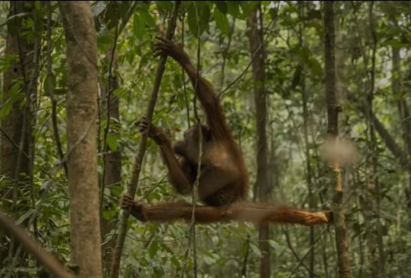 Orangutan