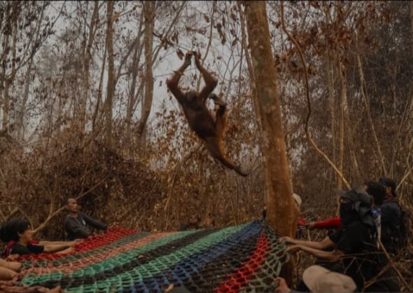 Orang Utan