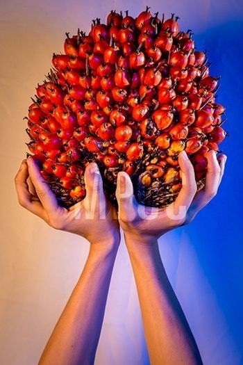 Kemitraan kelapa sawit.