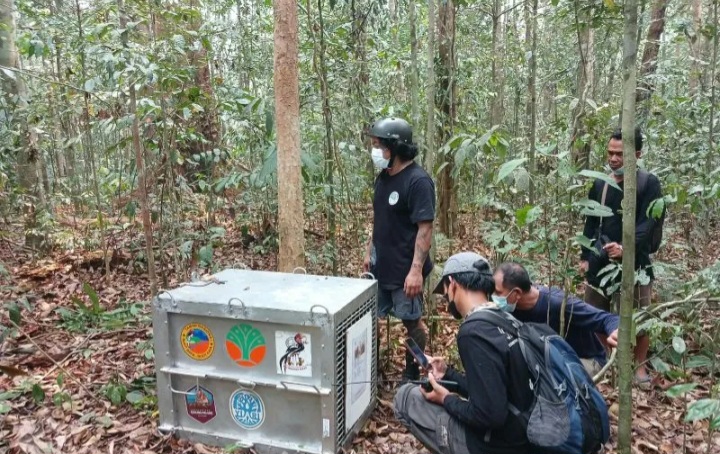 Orang utan