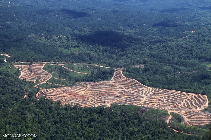 Lokasi tambang di tengah hutan.